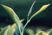 Camellia Sinensis - The Tea Plant